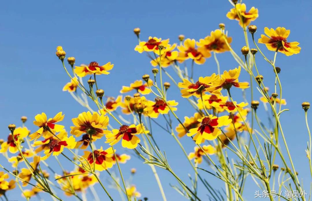 昆仑雪菊泡茶一次放几朵,昆仑雪菊酒