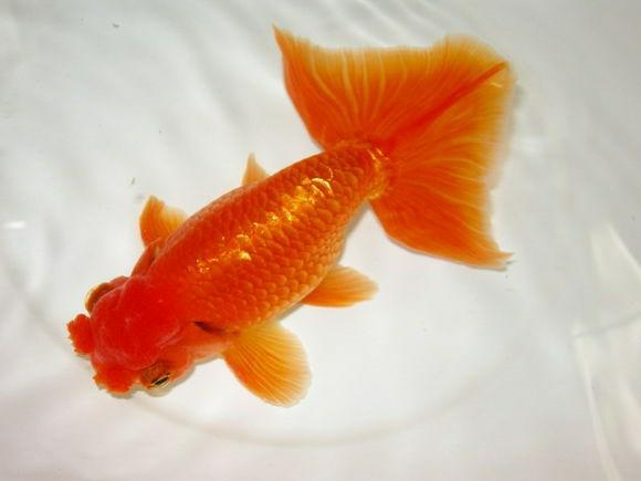 兰寿都是短尾巴吗,兰寿为什么短尾