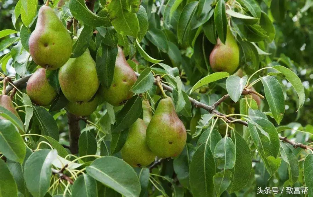 新培育水果品种大全,用种子最容易培育的水果