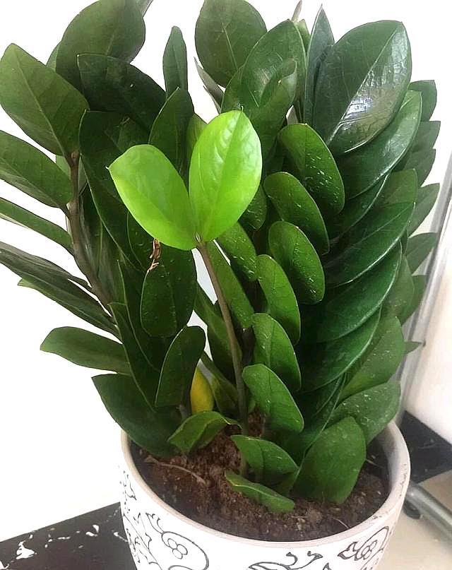 金钱树浇什么水能使叶子油绿旺盛,金钱树叶子不够油绿是什么原因