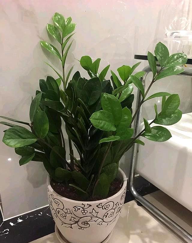 金钱树浇什么水能使叶子油绿旺盛,金钱树叶子不够油绿是什么原因