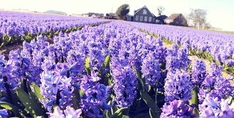 花语大全40种花的花语,花语大全50种花的花语读出来