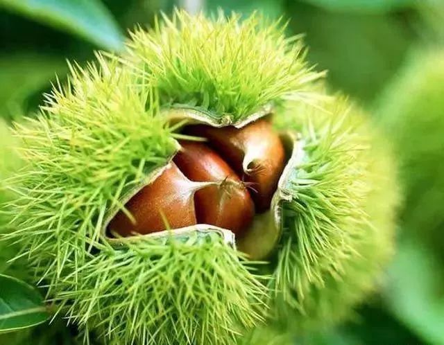 板栗怎样打开销路,板栗没有冷库怎么大批量储存