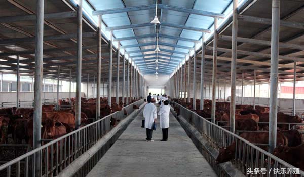 给牛喂药的正确方法,如何给牛喂药视频