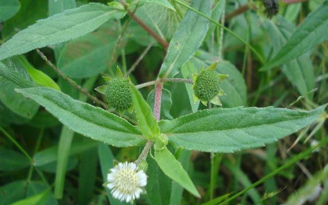 墨旱莲草的功效和用法,植物墨旱莲图片大全
