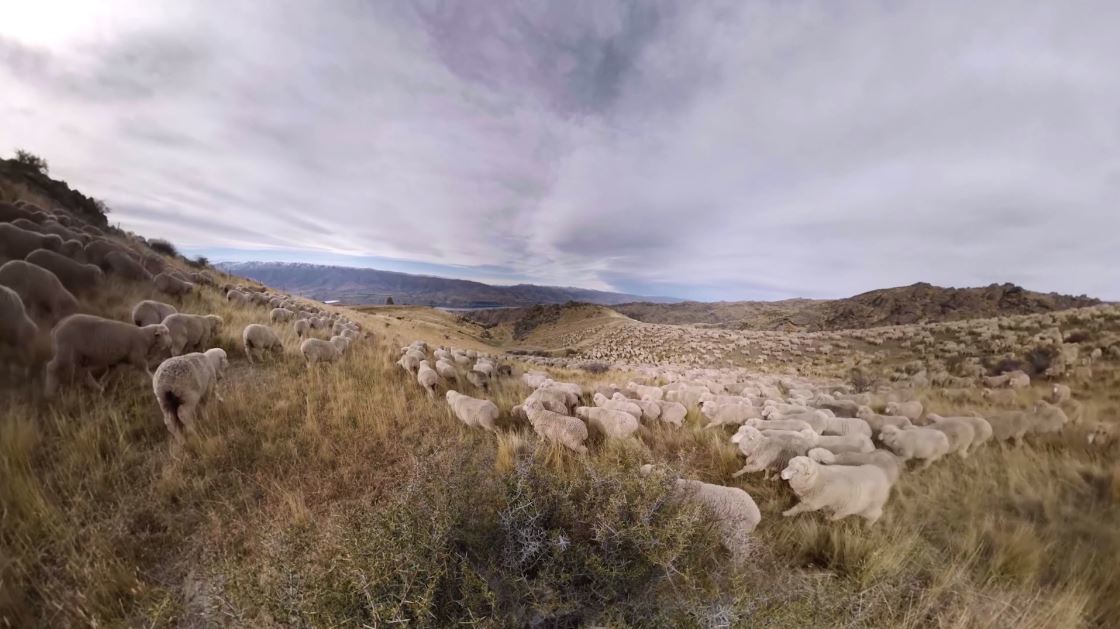 新西兰羊毛鞋allbirds,allbirds鞋海外是真的吗