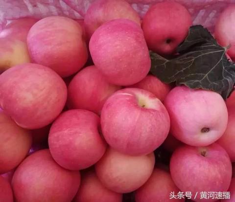 寺河山果农李英理：苹果成了金蛋蛋