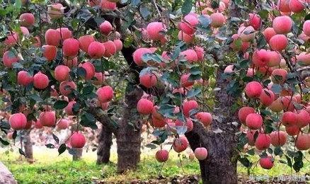 寺河山果农李英理：苹果成了金蛋蛋