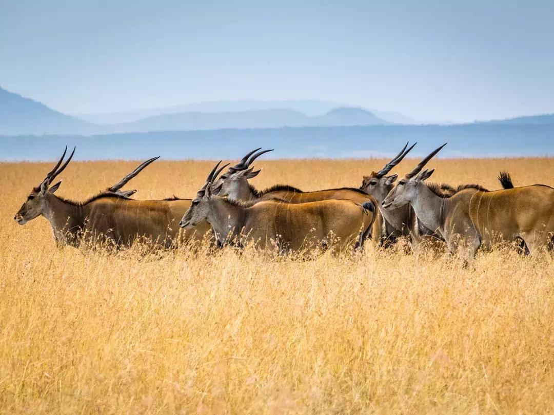 非洲丨生命大迁徙的狂奔之旅