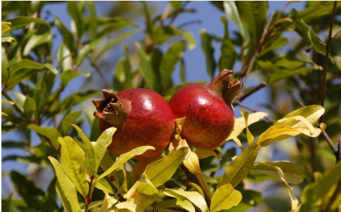 丽江永胜石榴基地,云南丽江永胜软籽石榴