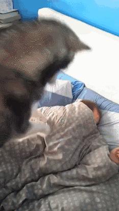 不小心踩到狗狗它会咬人吗,不小心踩到狗狗的脚会不会骨折