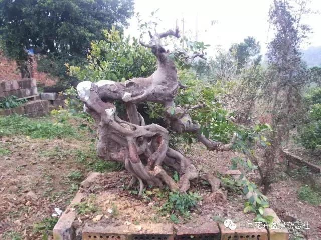 原生桩造型,原生苗盆景定型