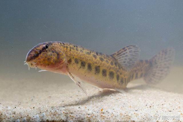 农村小溪常见的5种野生鱼,农村生活最常见的鱼