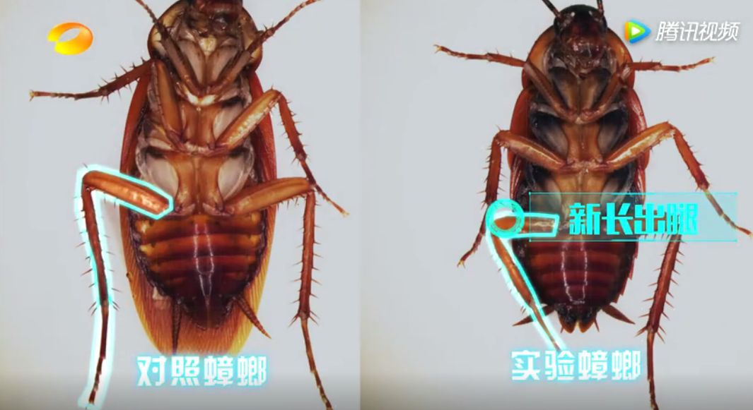 蟑螂怎么把它弄死,怎么把蟑螂给弄死