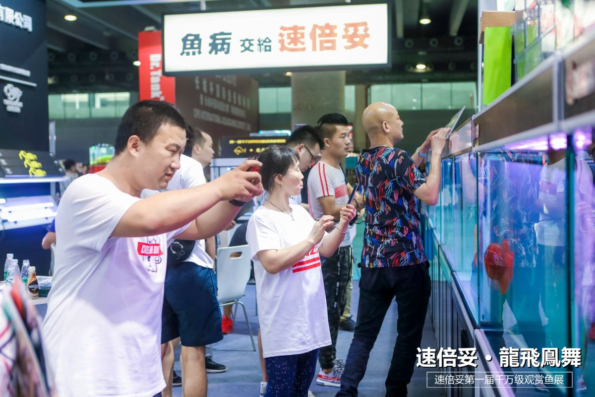 十大顶级巨型观赏鱼视频播放,顶级观赏鱼高清全屏视频