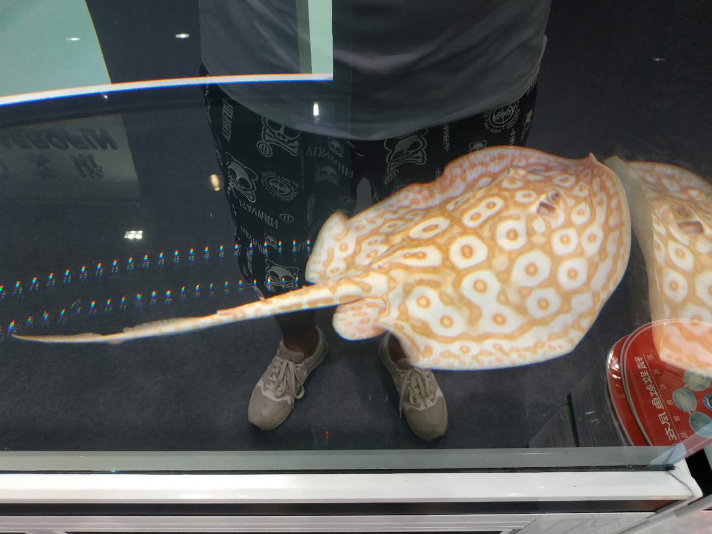 十大顶级巨型观赏鱼视频播放,顶级观赏鱼高清全屏视频