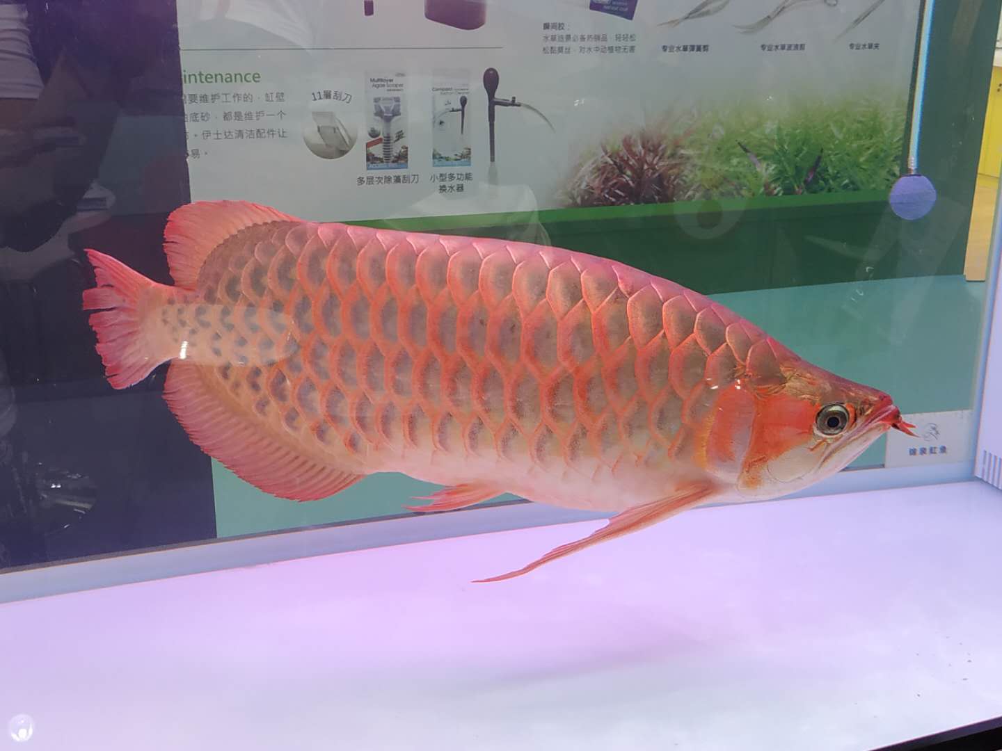 十大顶级巨型观赏鱼视频播放,顶级观赏鱼高清全屏视频