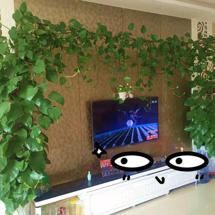 一盆绿萝就能让房子洋气到不行,绿萝改造大房子