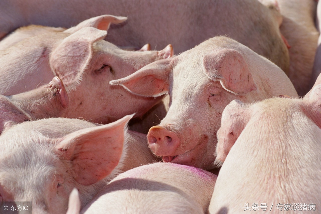 猪场怎样预防咳喘,秋季咳喘