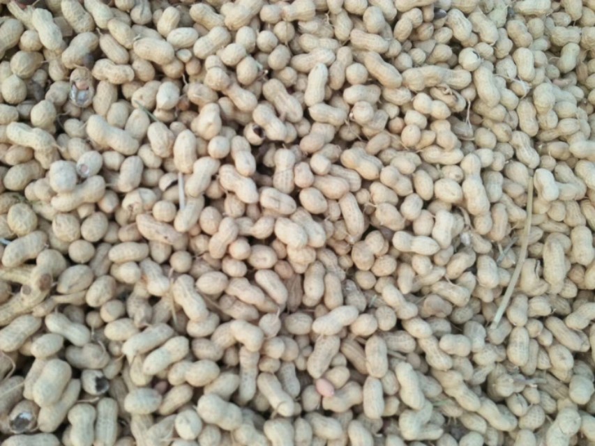 9月27日山东花生产区行情：大面积花生开起，上货量不大价格平稳