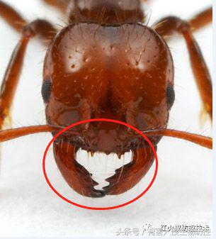 生物入侵红火蚁视频,红火蚁为什么是入侵物