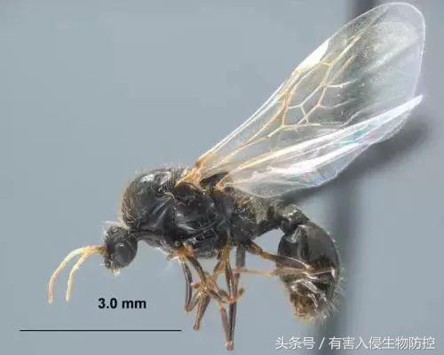 生物入侵红火蚁视频,红火蚁为什么是入侵物