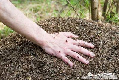 生物入侵红火蚁视频,红火蚁为什么是入侵物