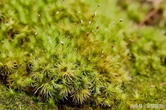 苔藓王国,奇妙的苔藓世界