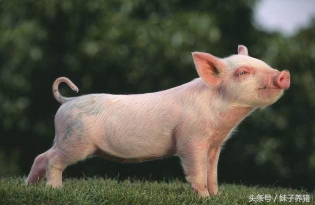 新手养猪猪生病了怎么办,养猪场的小猪有没有病