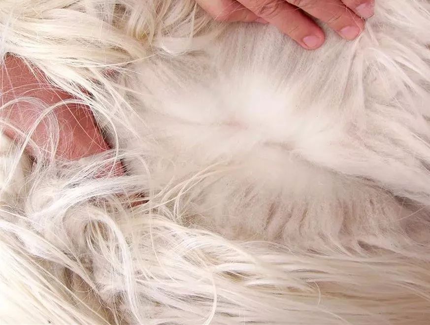 羊绒衫起球怎么办视频讲解,羊绒衫不起球说明质量好吗