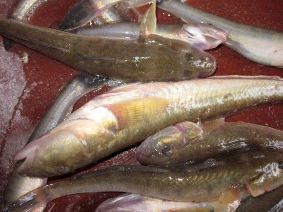 观赏鱼长得像鲶鱼是什么鱼,体型大只像鲶鱼一样的鱼