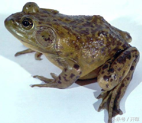 林蛙霉菌病车轮虫肺丝虫的防治方法