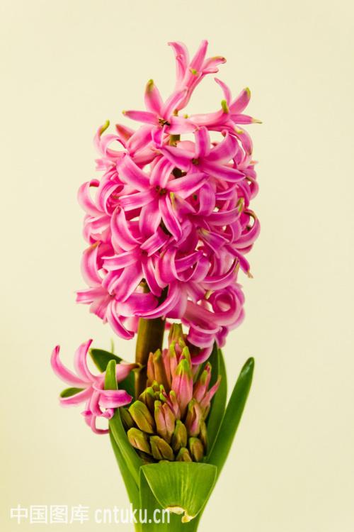 养花方法大全,花店一般怎么养花护花