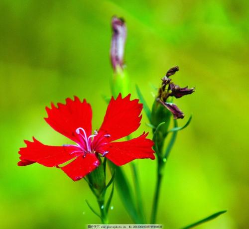 养花方法大全,花店一般怎么养花护花