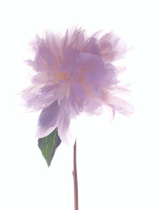 养花方法大全,花店一般怎么养花护花