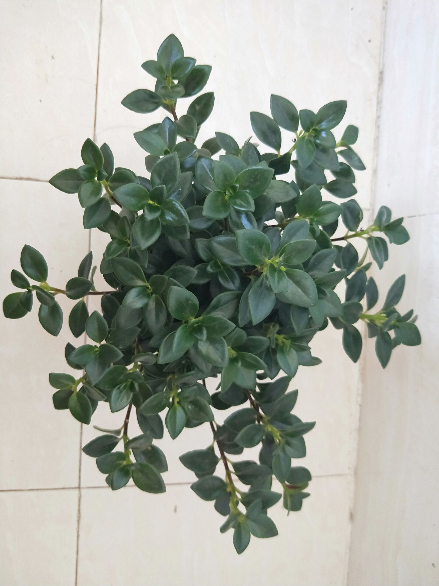 养了两年的金鱼吊兰终于开花了,养了近两年的金鱼吊兰开花了