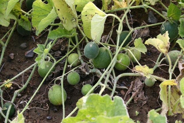 农民一见到就拔掉的野果子，营养价值竟然这么高