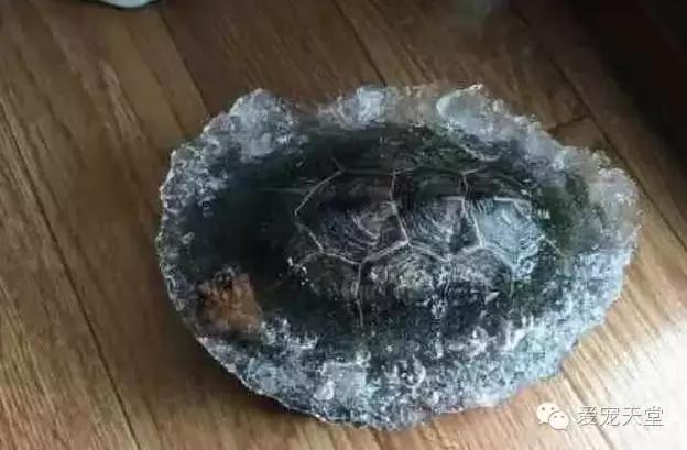 玻璃缸养龟注意事项,养龟的日常生活注意事项