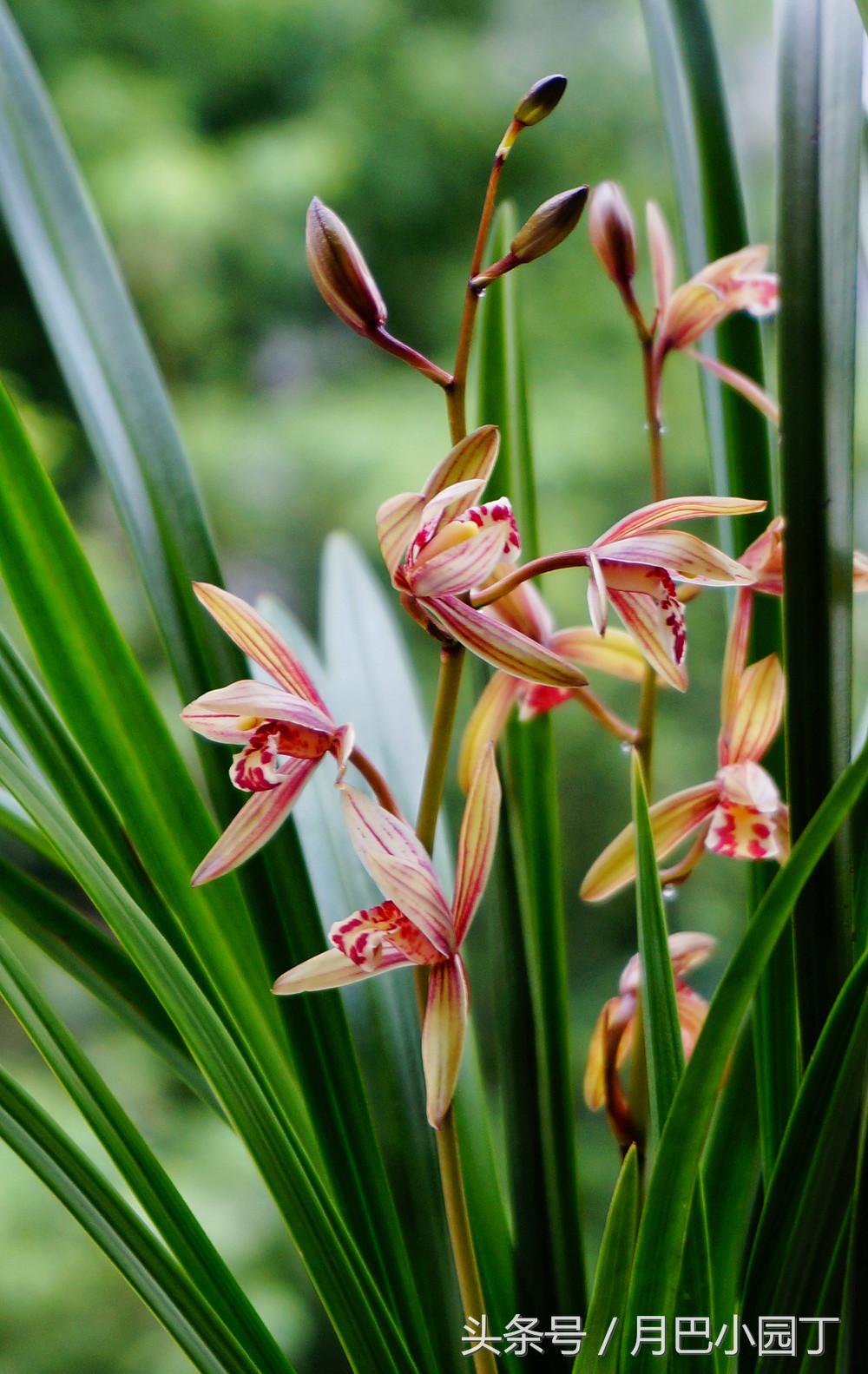 兰花分盆注意事项和手法,兰花翻盆注意什么细节问题