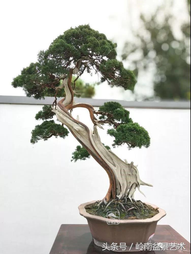 百年精品流苏老桩盆景,精品南天竺盆景