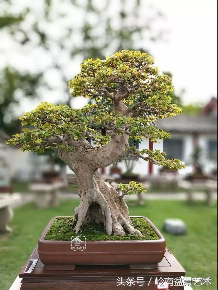 百年精品流苏老桩盆景,精品南天竺盆景