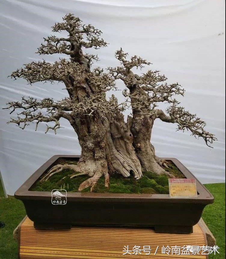 百年精品流苏老桩盆景,精品南天竺盆景