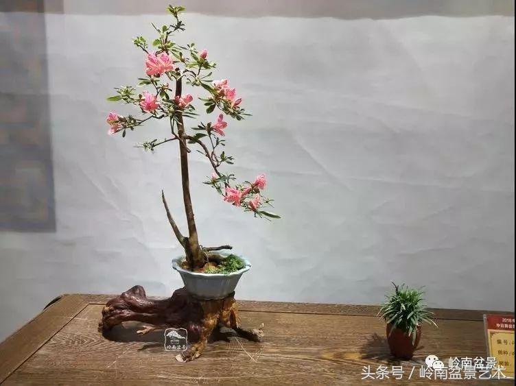 百年精品流苏老桩盆景,精品南天竺盆景