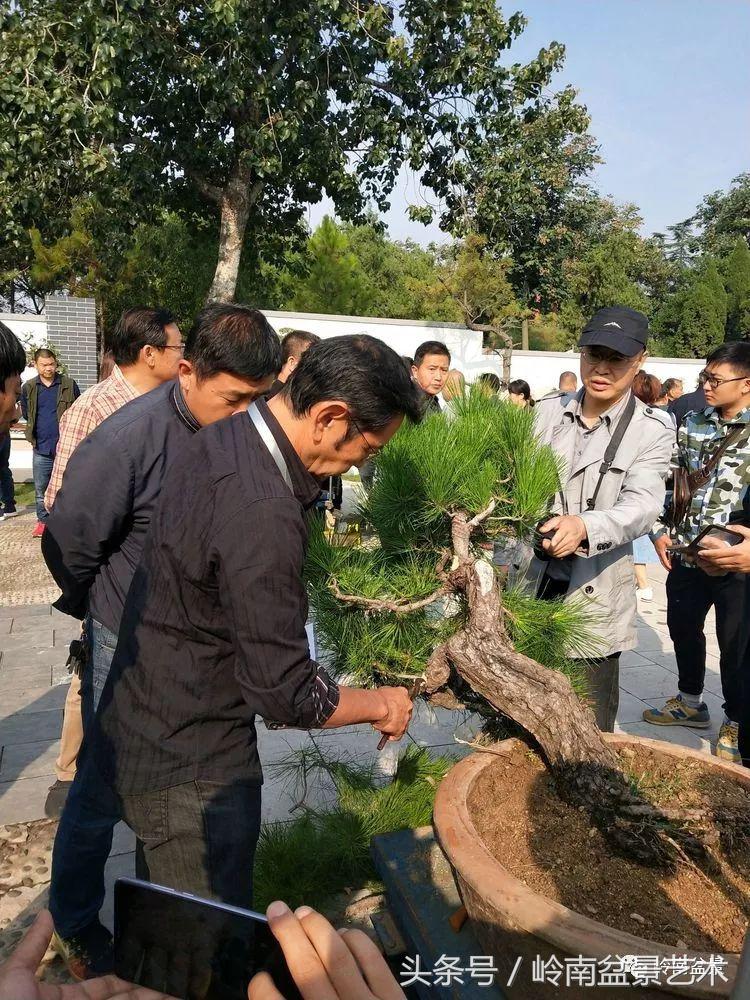 百年精品流苏老桩盆景,精品南天竺盆景