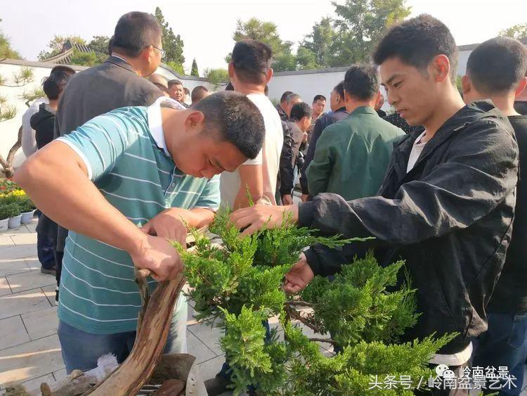 百年精品流苏老桩盆景,精品南天竺盆景