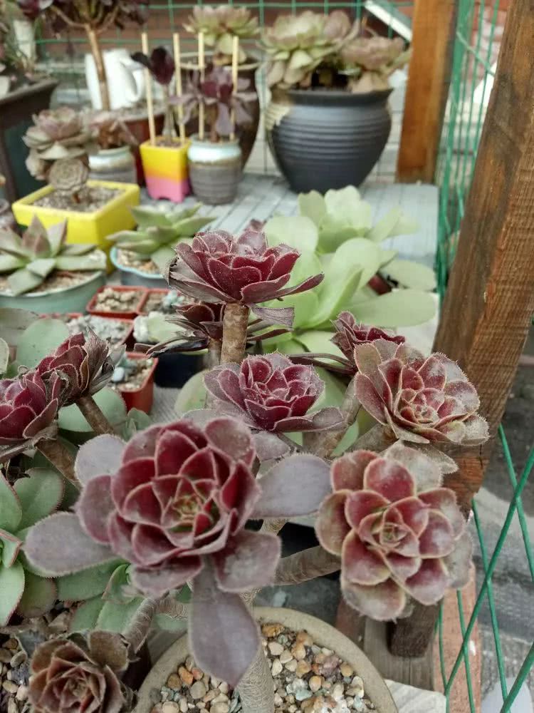 命运多舛，痴迷淡然，肉坚强们逆袭在秋天！