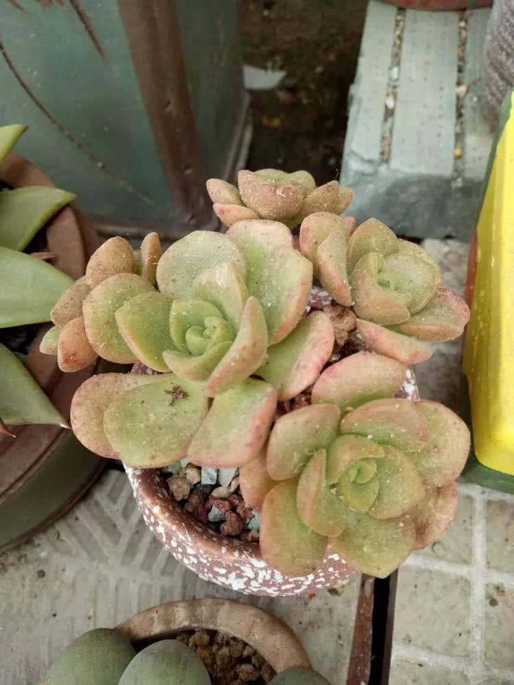 命运多舛，痴迷淡然，肉坚强们逆袭在秋天！