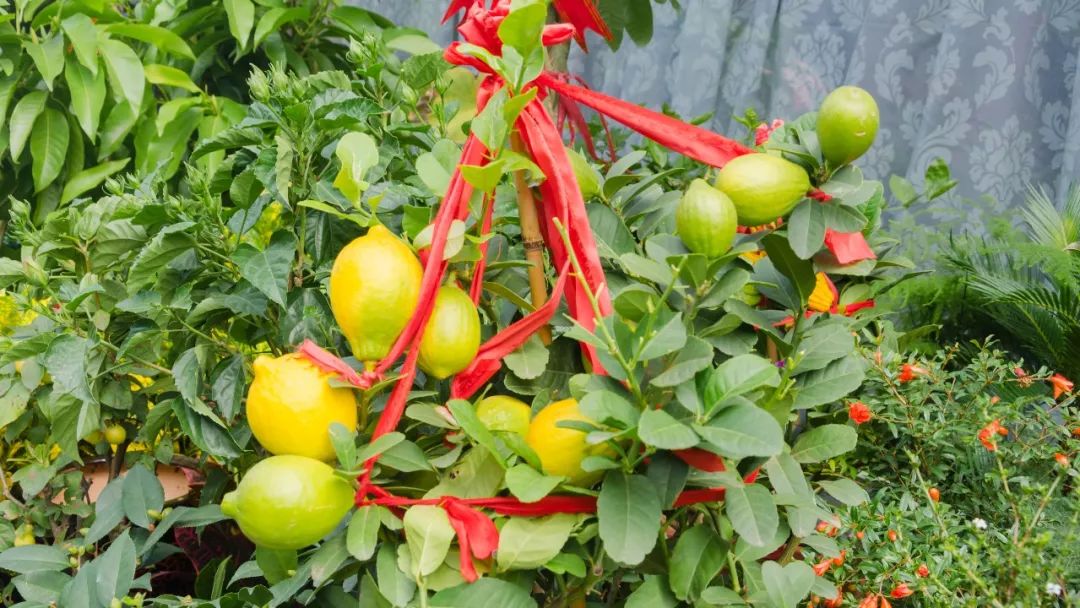 夫子庙花鸟鱼虫市场回忆,夫子庙花木鱼虫市场