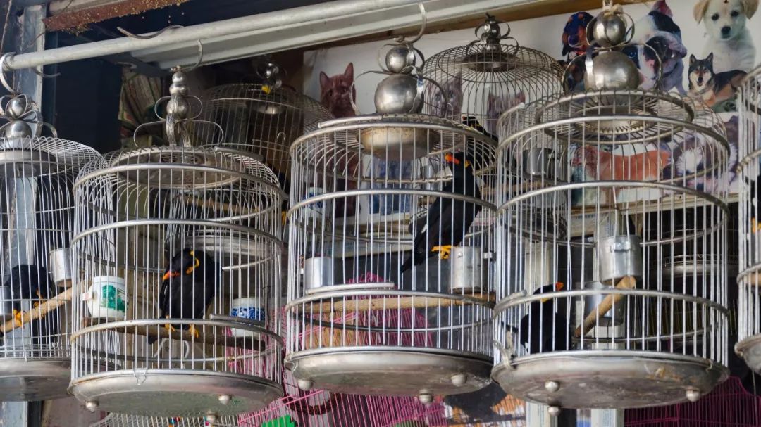 夫子庙花鸟鱼虫市场回忆,夫子庙花木鱼虫市场