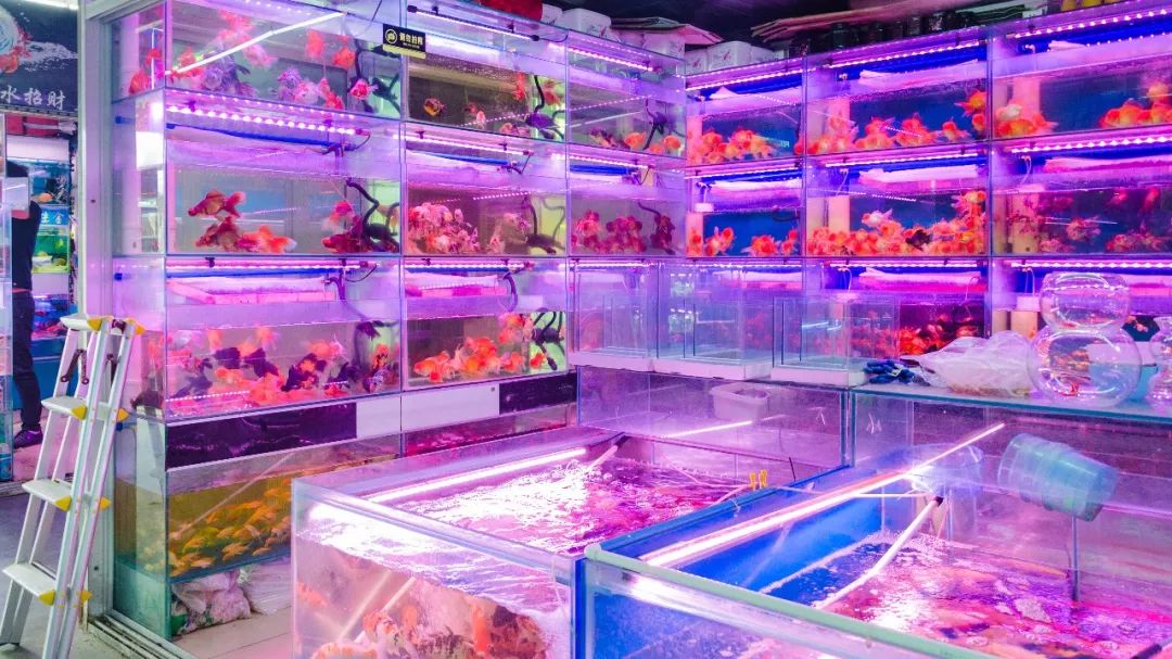 夫子庙花鸟鱼虫市场回忆,夫子庙花木鱼虫市场